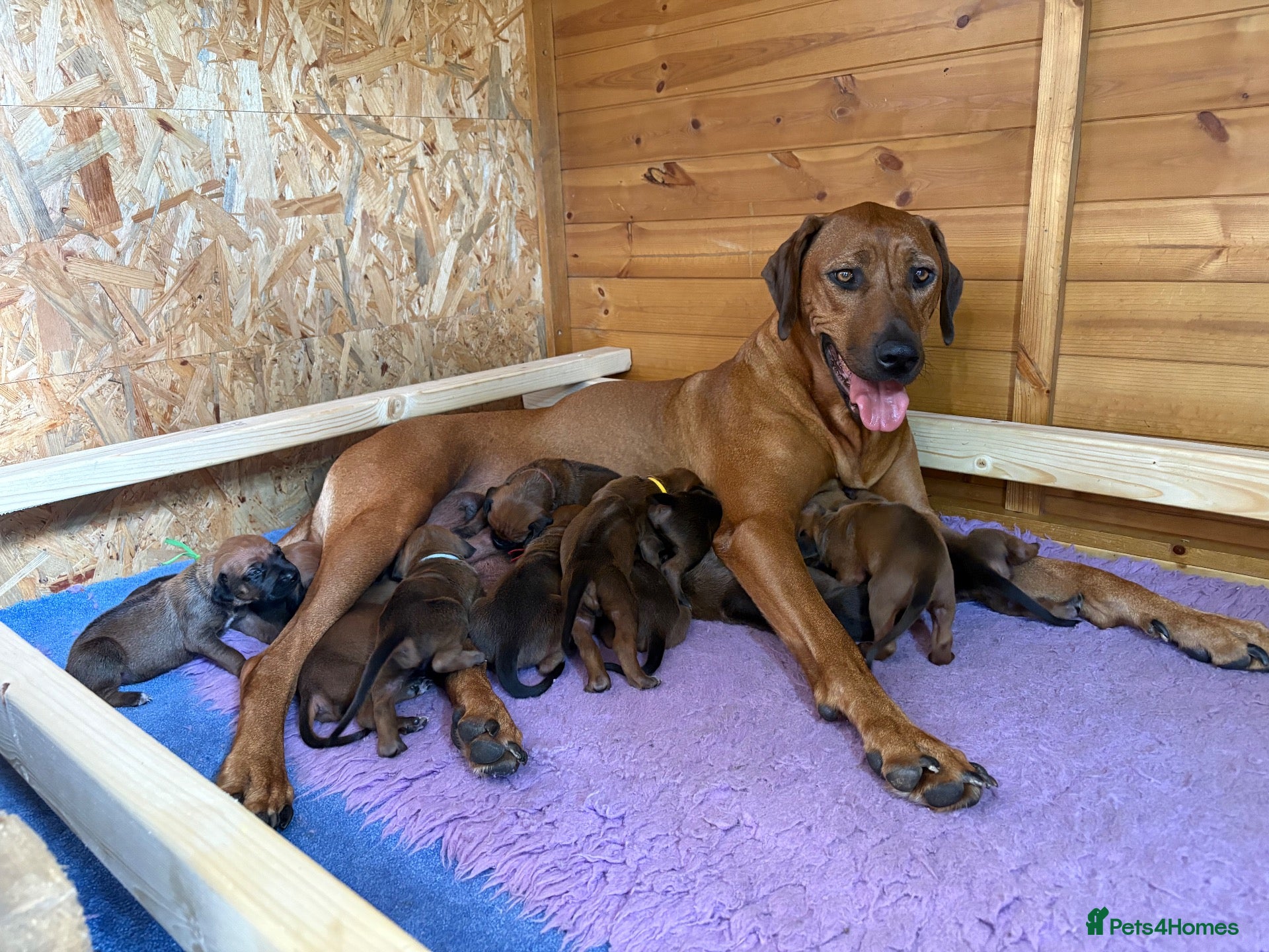 Rhodesian Ridgeback dogs International and world class champion bloodlines - Advert 7