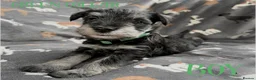 Miniature Schnauzer dogs for sale: Beautiful Miniature Schnauzers  - Advert 3