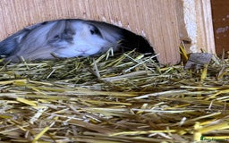 Mini Lion Lop rabbits for sale: 4 beautiful lionlops  - Image 4