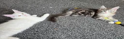 Maine Coon cats for sale: Maine coon Blue eyes + Long Hair - Advert 29