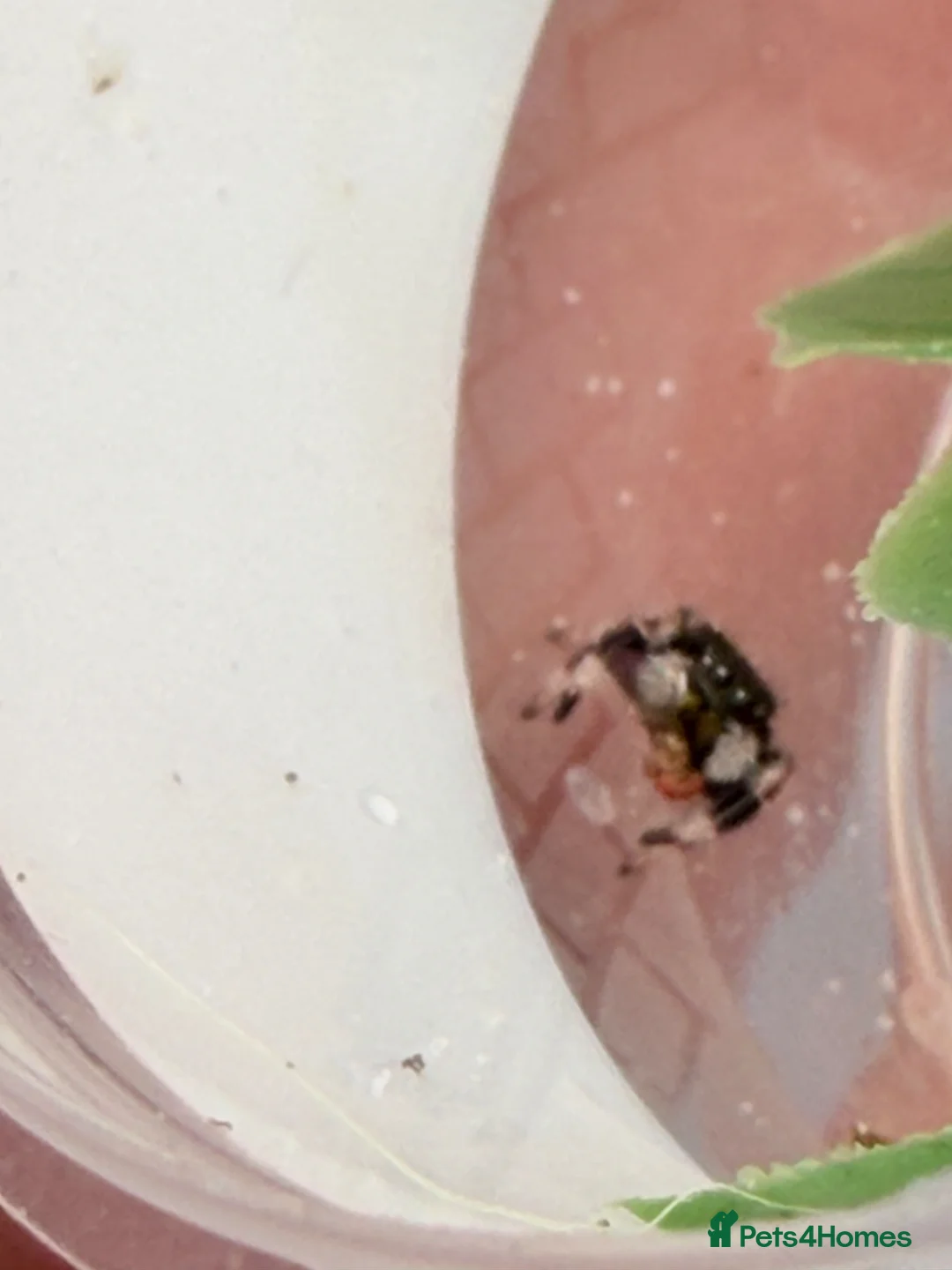 Spiders invertebrates for sale: Phidippus Regius Florida Everglades - Advert 28
