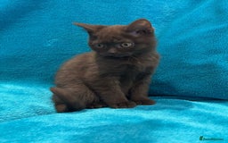 British Shorthair cats for sale: British short haired kittens  - Advert 4