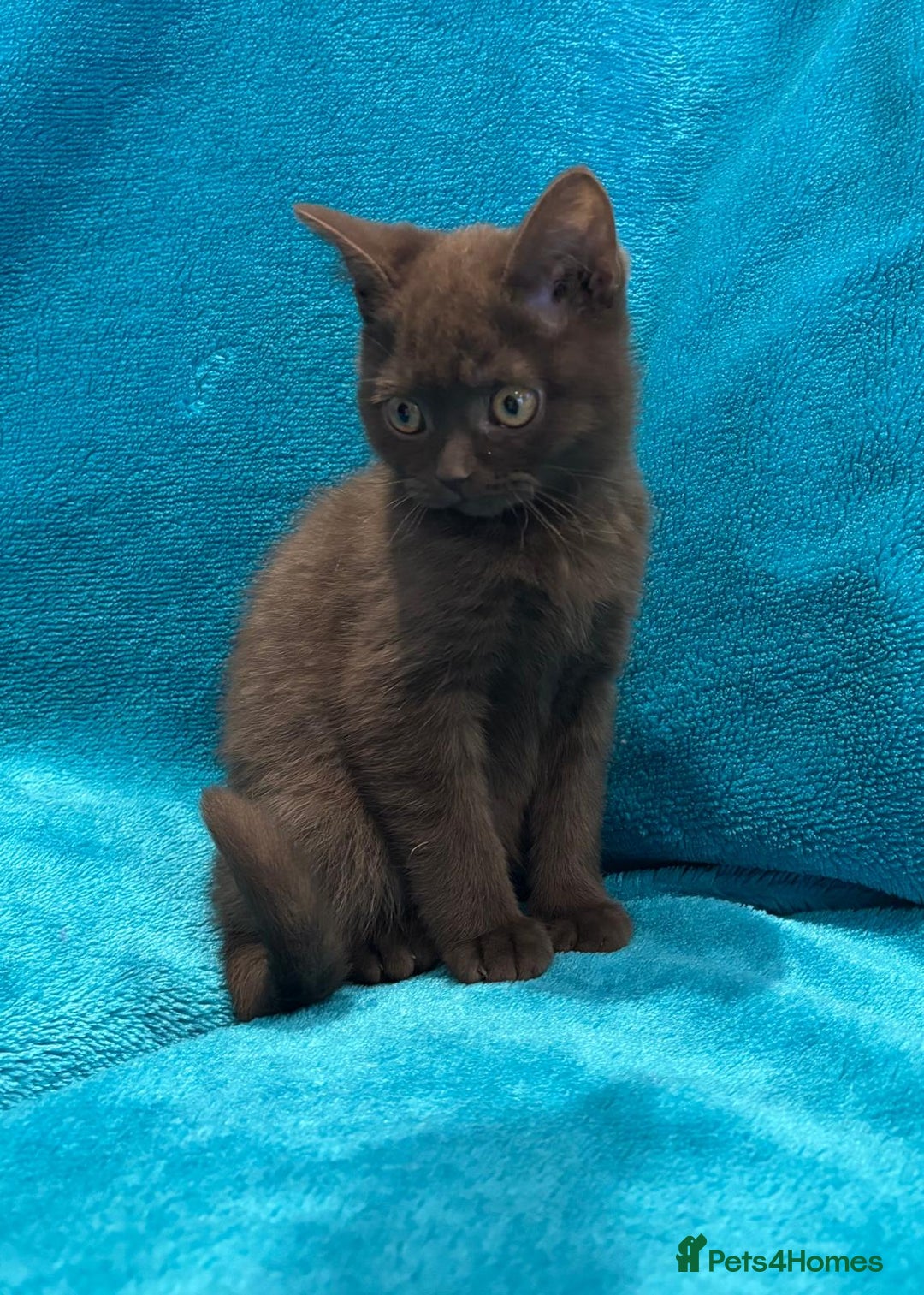 British Shorthair cats for sale: British short haired kittens  - Advert 4