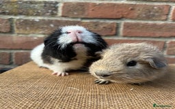 Guinea Pig rodents for sale: Two beautiful boys! - Image 6