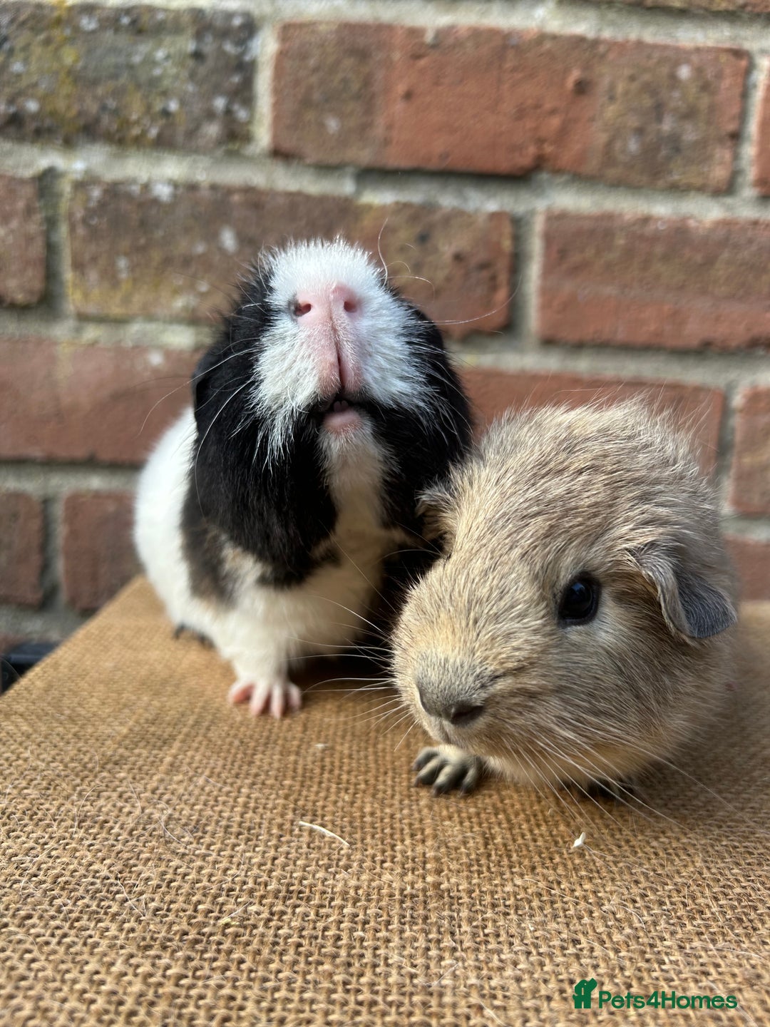Guinea Pig rodents for sale: Two beautiful boys! - Image 6