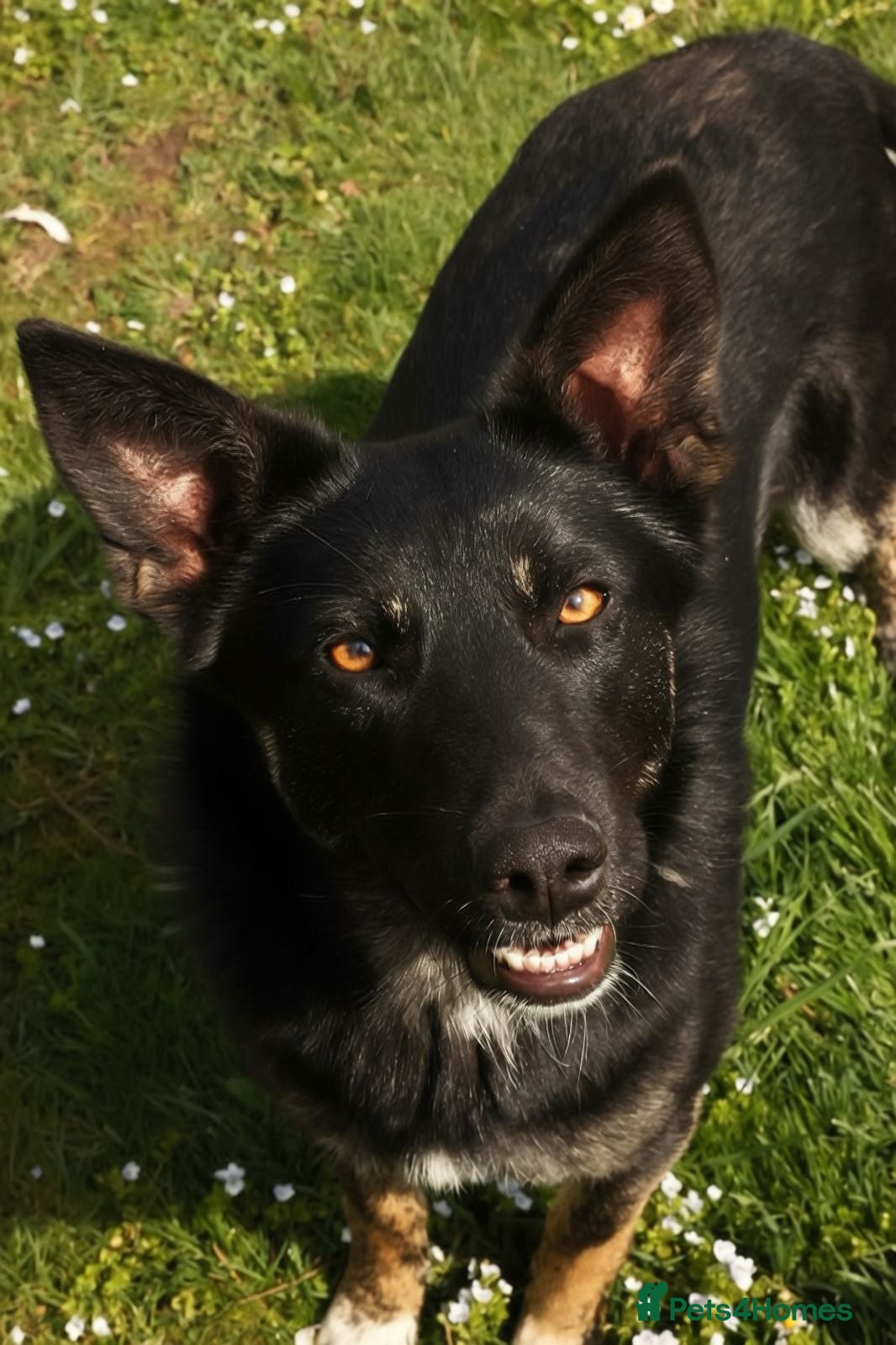 Mixed Breed dogs ❤️MILLA❤️11 month, calm, thoughtful girl - Advert 2