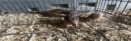 Quail poultry for sale: 4 Cotornix Quail - Advert 1
