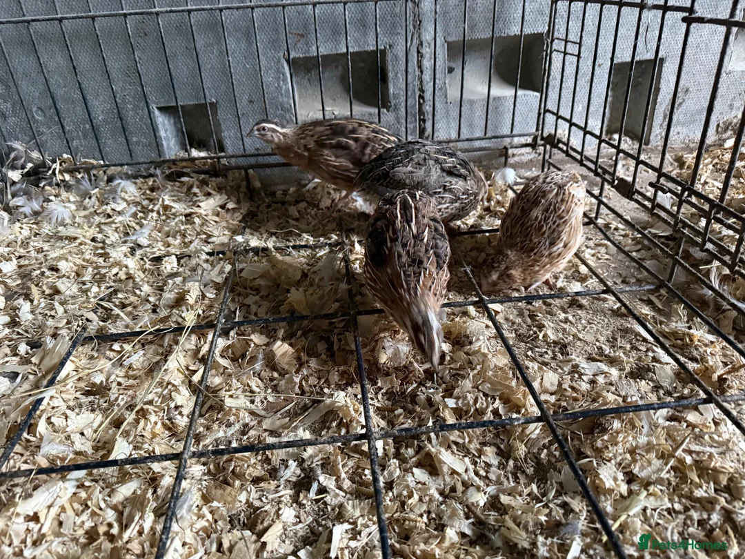 Quail poultry for sale: 4 Cotornix Quail - Advert 1