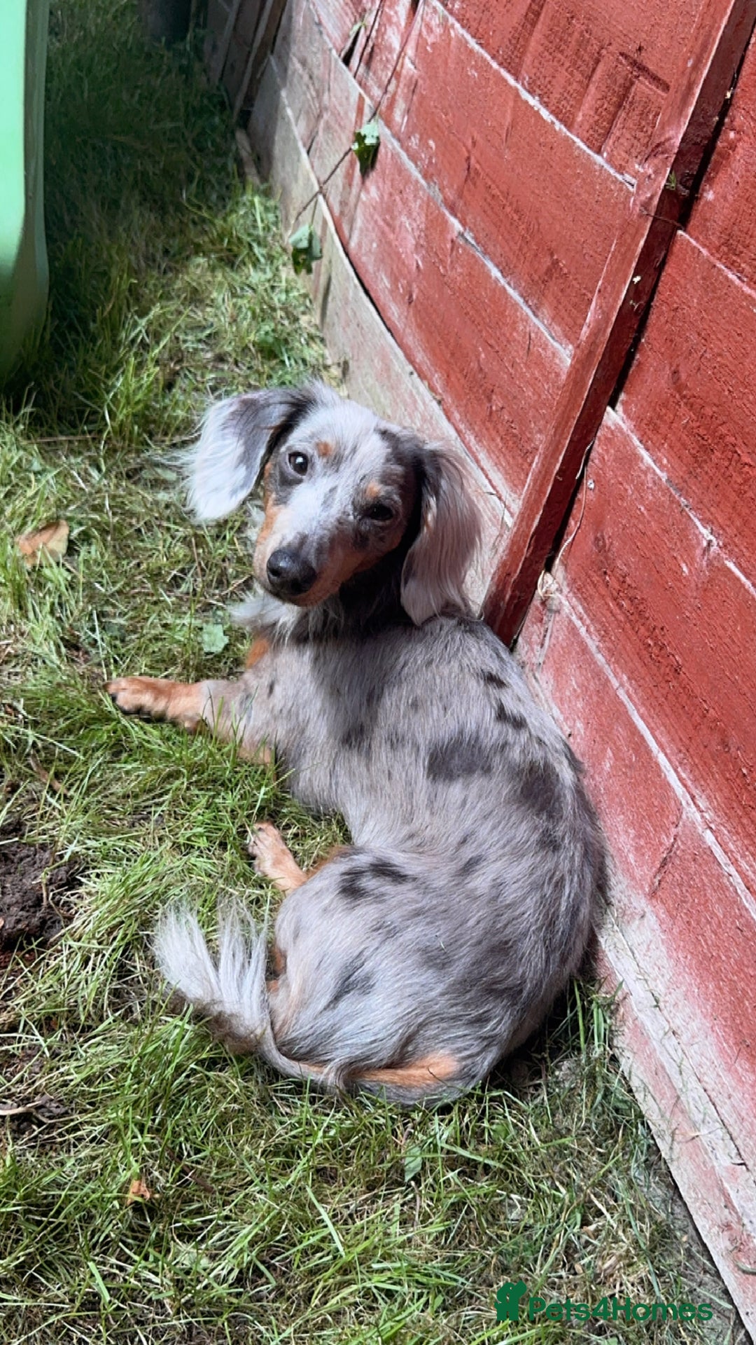 Miniature Dachshund dogs for stud: FOR STUD - Advert 3