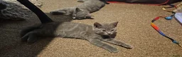 Russian Blue cats for sale: Russian Blue Kittens -ALL BOYS, UREDY TO GO 11.09 - Advert 3