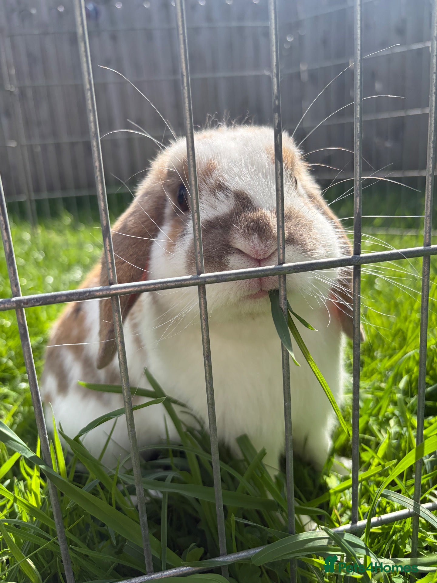 Cashmere Lop rabbits Cashmere lop rabbit  - Advert 7