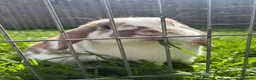 Cashmere Lop rabbits for sale: Cashmere lop rabbit  in Bridlington - Advert 1