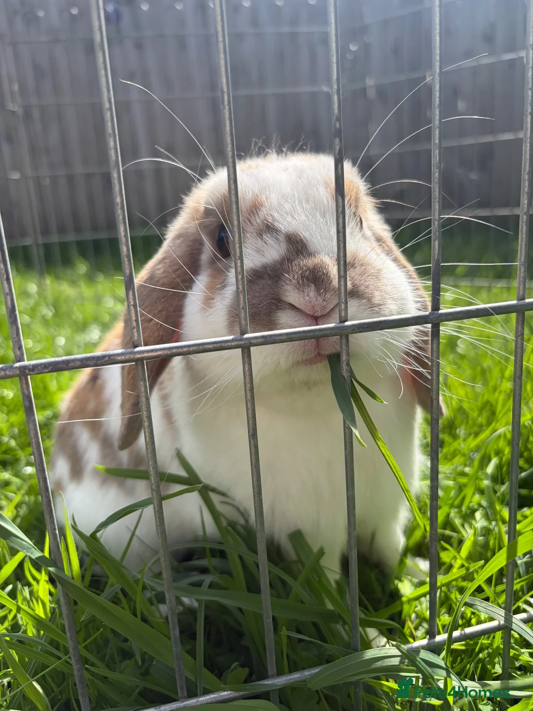 Cashmere Lop rabbits for sale: Cashmere lop rabbit  in Bridlington - Advert 1