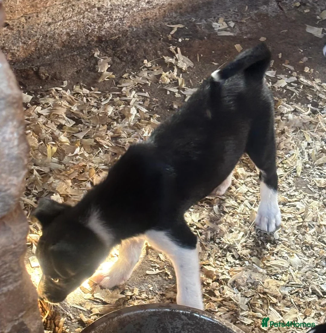 Border Collie dogs for sale: Border collie girl  - Advert 3