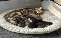 Mixed Breed cats for sale: Gorgeous Black and White Tuxedo Kittens - Image 4