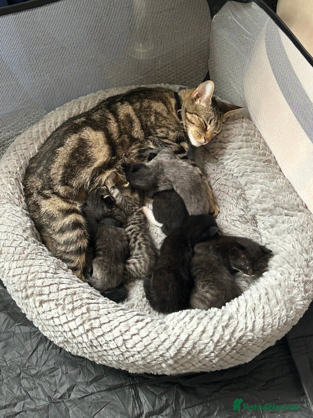 Mixed Breed cats for sale: Gorgeous Black and White Tuxedo Kittens - Image 4