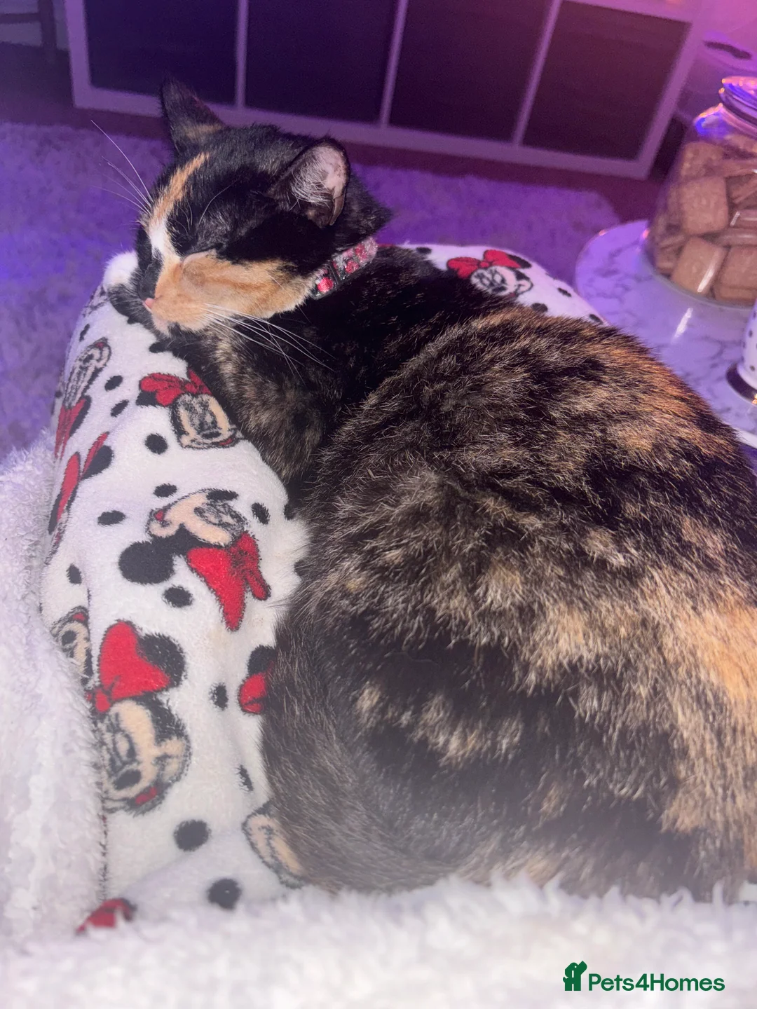 Mixed Breed cats for sale: 2 year old female cat for rehome - Advert 3