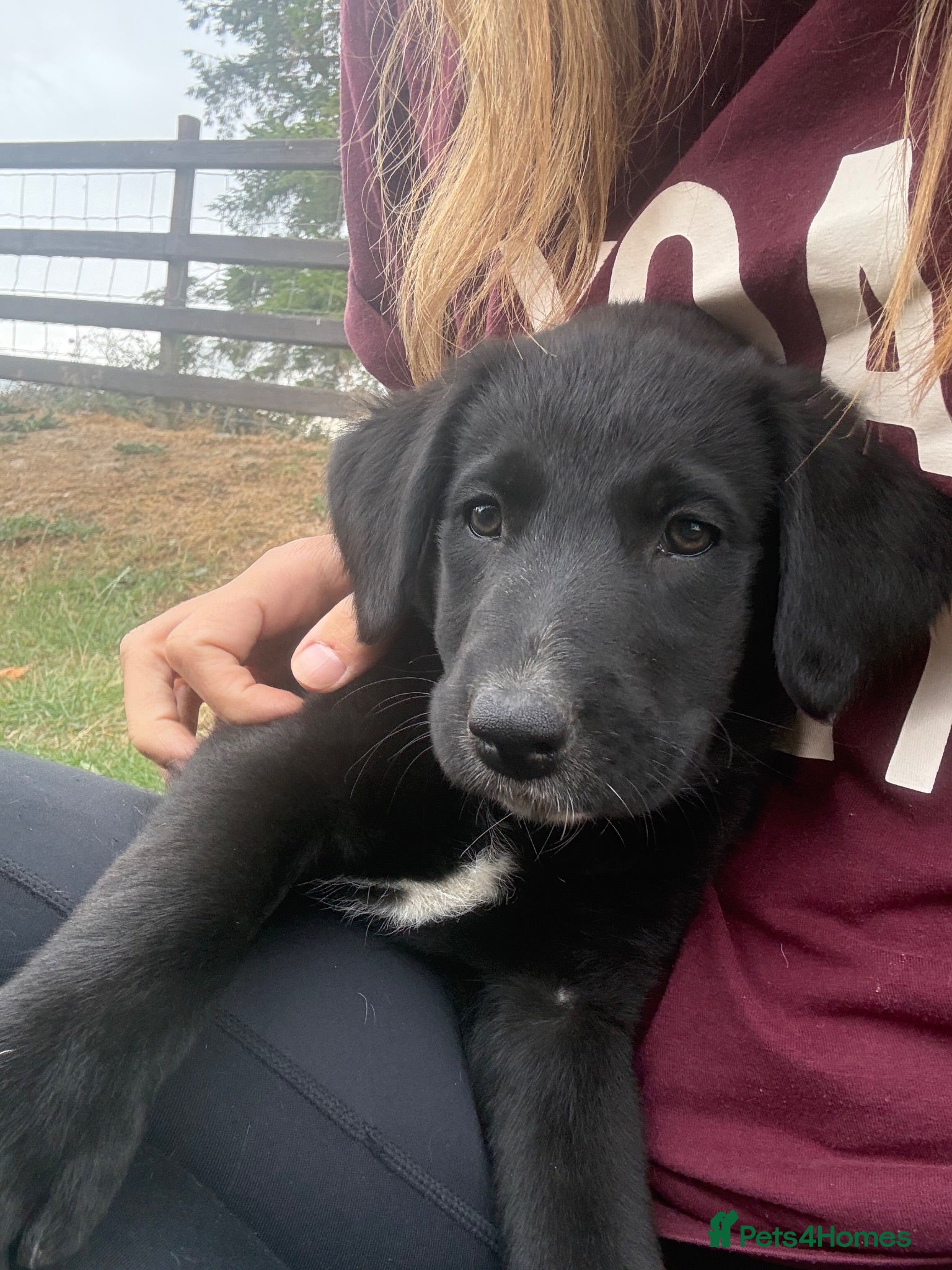 Borador dogs Stunning Lab x Collie only two boys left!  - Advert 2
