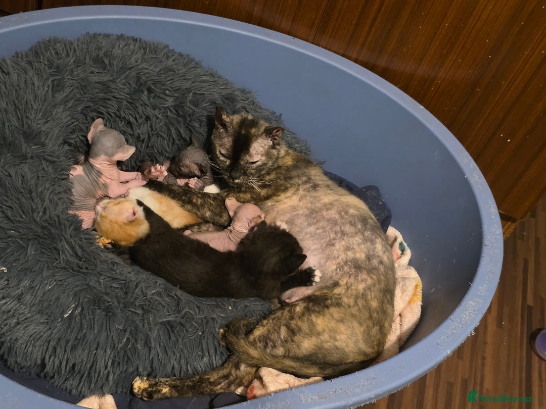 Mixed Breed cats for sale: Adorable Male Kitten – Sphynx x Devon Rex Cross - Advert 8