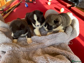 Akita dogs Stunning American Akita puppies - Advert 6