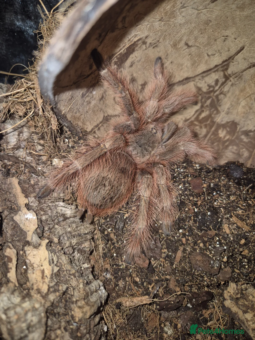 Tarantulas invertebrates for sale: AF Nhandu Tripepii in Kingswinford - Advert 2
