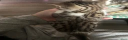 Bengal cats for sale: Bengal crossed  - Advert 17