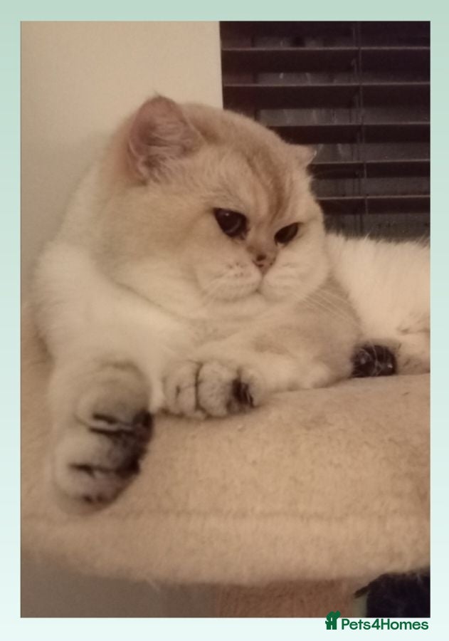 British Shorthair cats Quality Active GCCF British Shorthair Male  - Advert 4