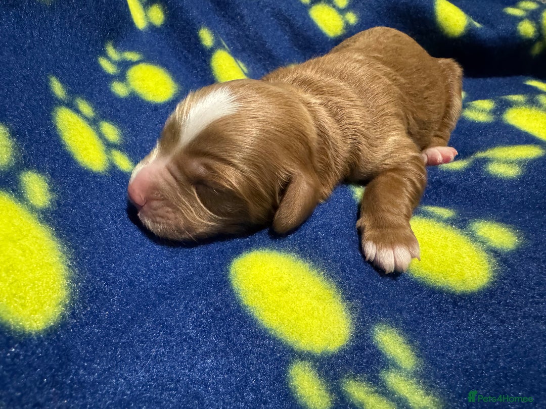 Cavapoo dogs for sale: Beautiful F1b Cavapoo Puppies – Ready Mid February - Advert 4