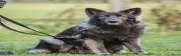 German Shepherd dogs for sale: Male German shepherd - Advert 5