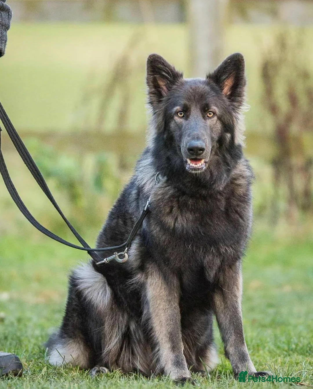 German Shepherd dogs for sale: Male German shepherd - Advert 5