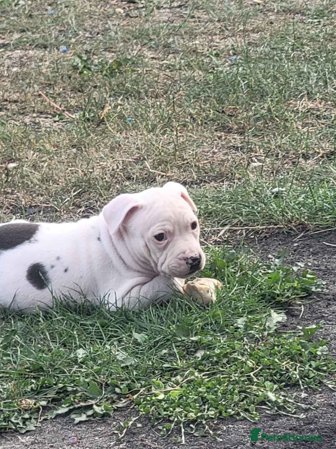 Staffordshire Bull Terrier dogs for sale: Staff - Image 1