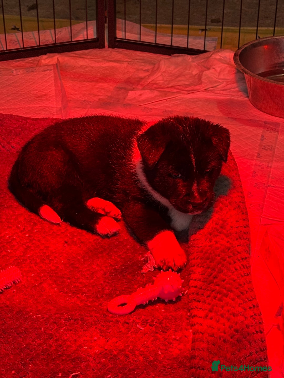 Akita dogs for sale: Black Mask American Akita Puppies - Advert 18