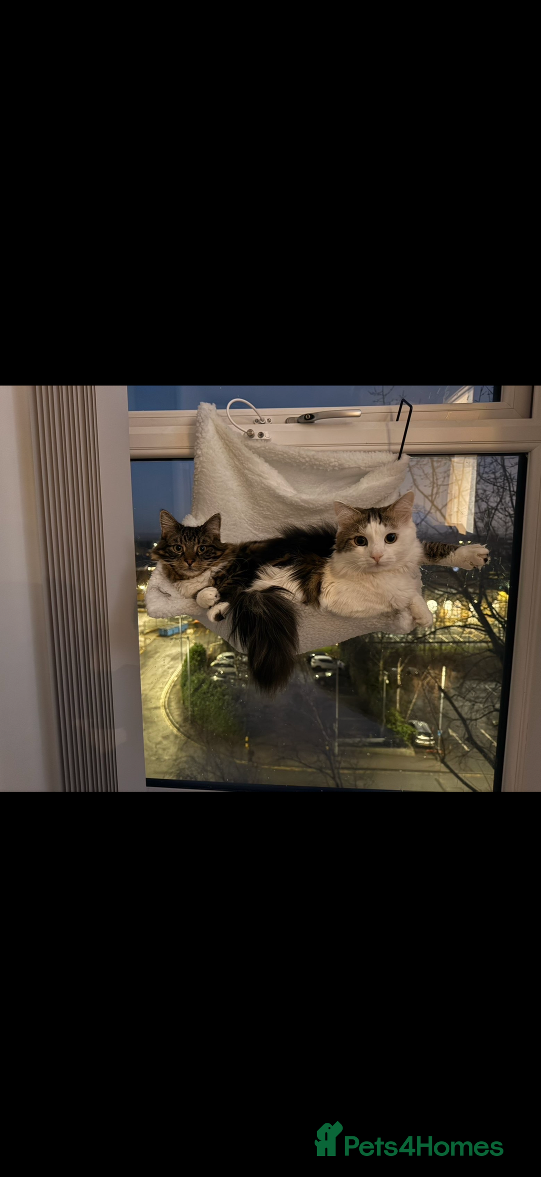 Mixed Breed cats for sale: Luna and Franky  - Advert 1