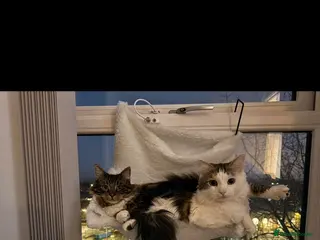 Mixed Breed cats Luna and Franky - Advert 17