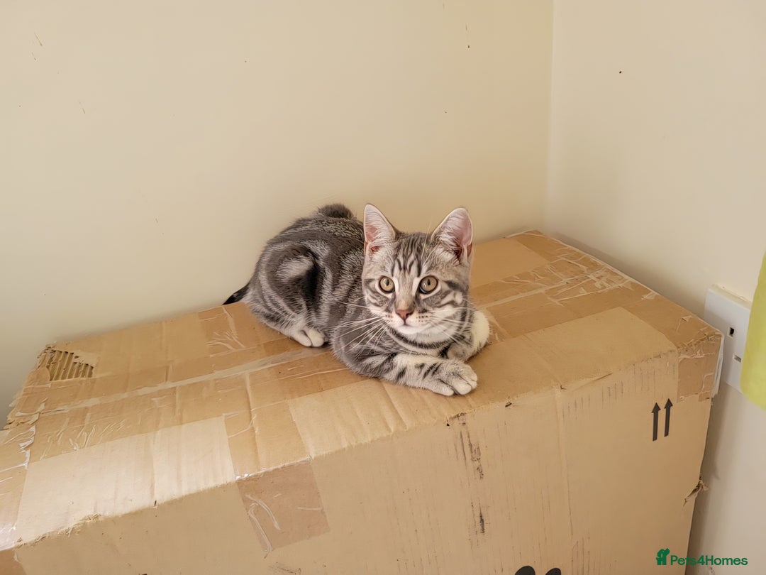 British Shorthair cats for sale: Ready to collect, British Shorthair Silver Tabby in Rochester - Image 10