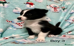 Border Collie dogs for sale: PEDIGREE ISDS & KC BORDER COLLIE PUPS - Image 22