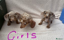 Miniature Dachshund dogs for sale: Fully vac RAINBOW MIX MINI DAXI KC REG PRA CLR - Image 10