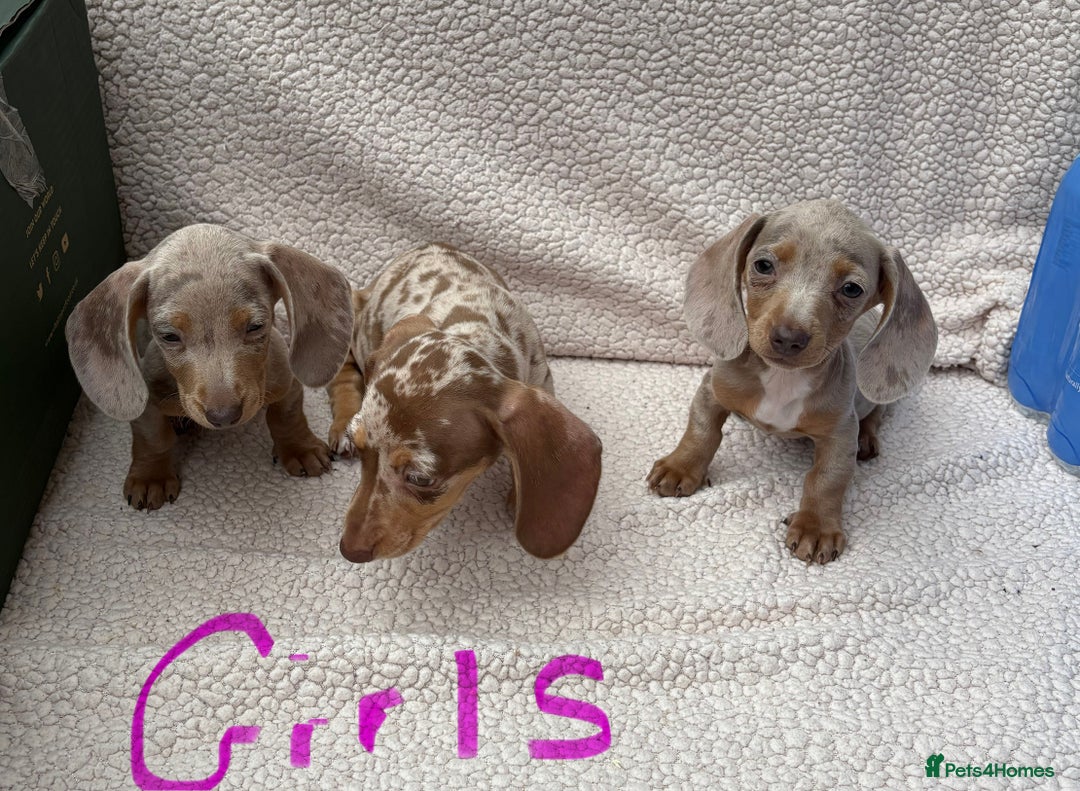 Miniature Dachshund dogs for sale: Fully vac RAINBOW MIX MINI DAXI KC REG PRA CLR - Image 10
