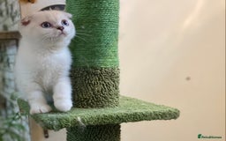 Munchkin cats for sale: Full pedigree munchkin kitten  - Image 9