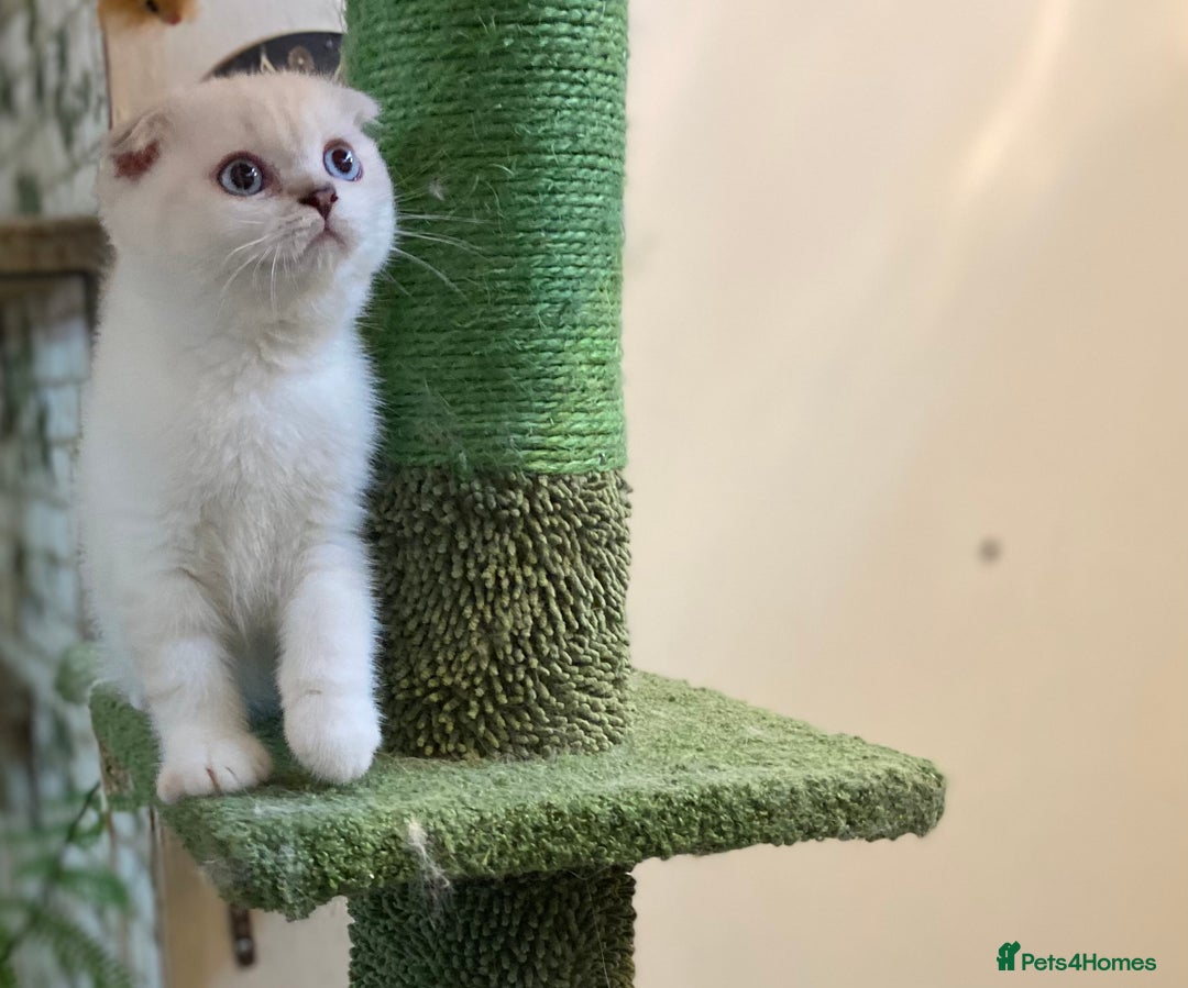 Munchkin cats for sale: Full pedigree munchkin kitten  - Image 9