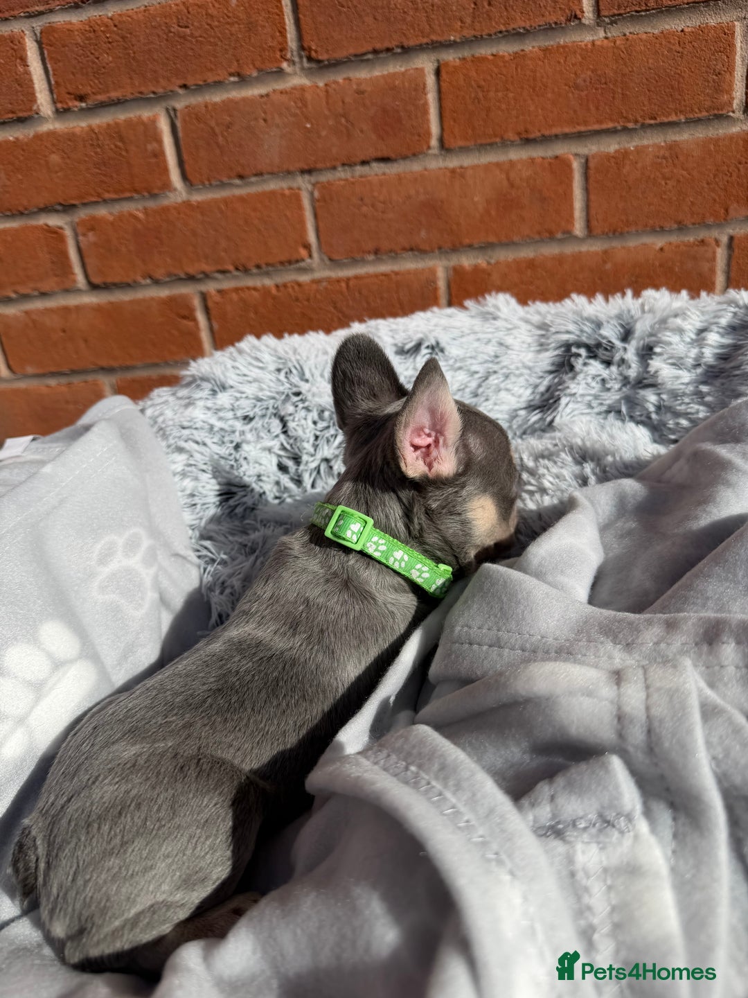 French Bulldog dogs for sale: 7 BEAUTIFUL FRENCHIE PUPPIES FOR SALE 🐾🐶  - Image 22