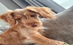 Cocker Spaniel dogs for sale: ⭐️Golden Cocker Girl⭐️ - Advert 1