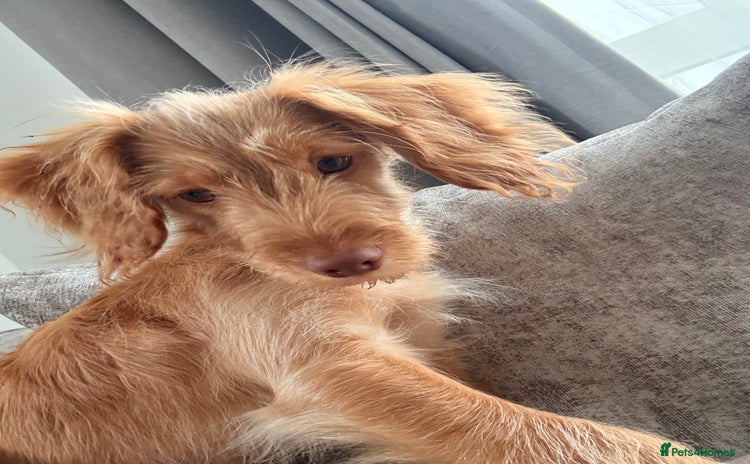 Cocker Spaniel dogs ⭐️Golden Cocker Girl⭐️ - Advert 1