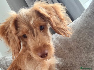 Cocker Spaniel dogs for sale: ⭐️Golden Cocker Girl⭐️ - Advert 1
