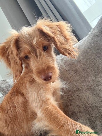 Cocker Spaniel dogs ⭐️Golden Cocker Girl⭐️ - Advert 1