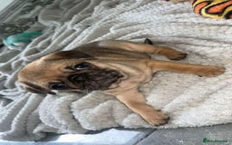 Pug dogs for sale: PUG PUPPYS READY TO GO !!!! - Advert 9