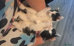 Domestic Shorthair cats for sale: 2 female kittens  - Image 12