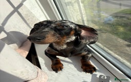 Dachshund dogs for sale: 1 year old male dachshund  - Image 2
