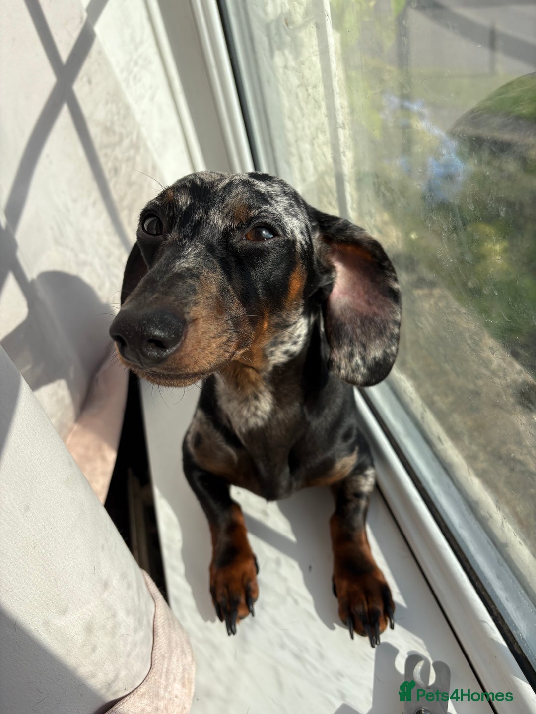 Dachshund dogs for sale: 1 year old male dachshund  - Image 2