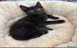 Mixed Breed cats for sale: FAMILY KITTYS  - Image 6